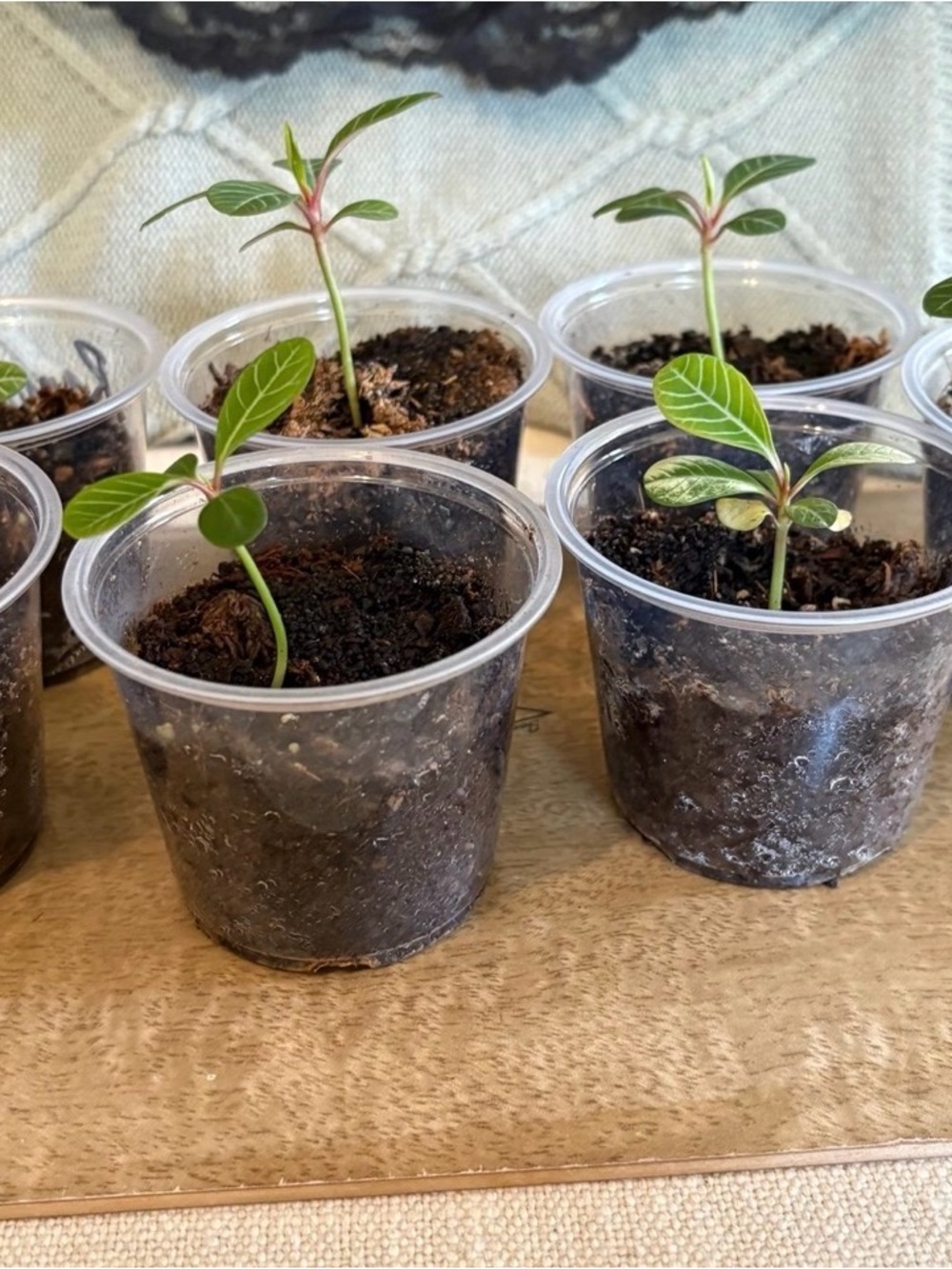 Madagascan jewel plant grown from seed in 2.1x3’ plastic container - Picture 9 of 9
